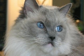 Ragdoll Cats Pictures , 5 Fabulous Ragdoll Cat Pictures In Cat Category