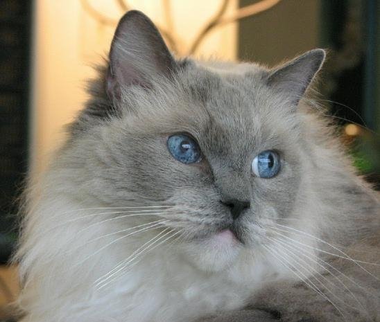 Cat , 5 Fabulous Ragdoll Cat Pictures : Ragdoll Cats Pictures