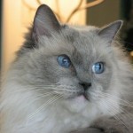 Ragdoll cats pictures , 6 Wonderful Pictures Of Ragdoll Cats In Cat Category