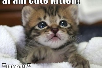 Recaption See Cat , 8 Cute Cat Pictures With Captions In Cat Category