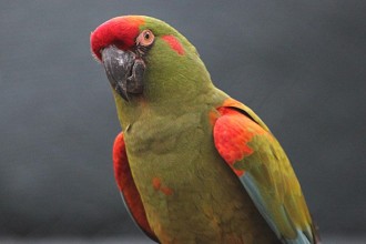 Red Bird Macaw , 7 Cool Red Fronted Macaw In Birds Category