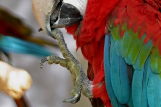 Red & Green Macaw , 7 Cool Macaw Facts For Kids In Birds Category