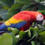 Red Macaw , 8 Wonderful Types Of Macaws In Birds Category