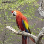 Red McCaw Parrot , 7 Top Mccaw Parrot In Birds Category