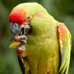 Red fronted Macaw , 7 Cool Red Fronted Macaw In Birds Category