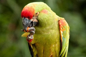 Red Fronted Macaw , 7 Cool Red Fronted Macaw In Birds Category