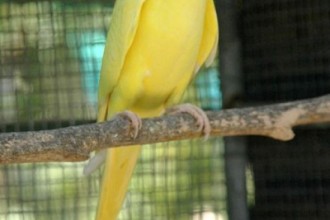 Ringneck Parrot in Birds