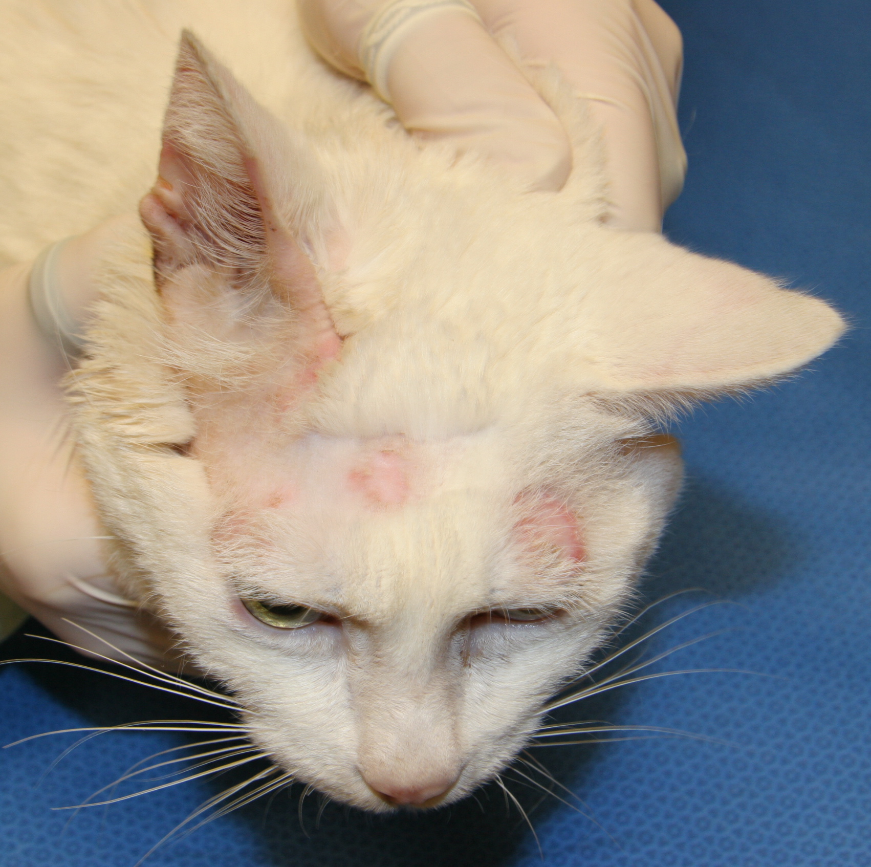 Ringworm Cat Biological Science Picture Directory