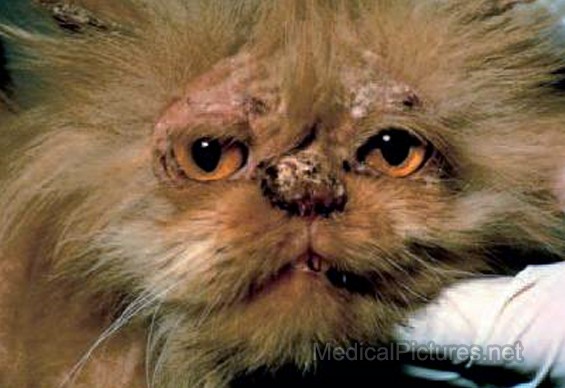 Cat , 6 Charming Ringworm In Cats Pictures : Ringworm Pictures