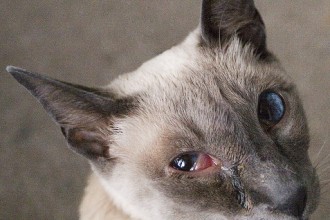 Risk Of Eye Infection , 7 Cat Eye Infection Pictures You Should Consider In Cat Category