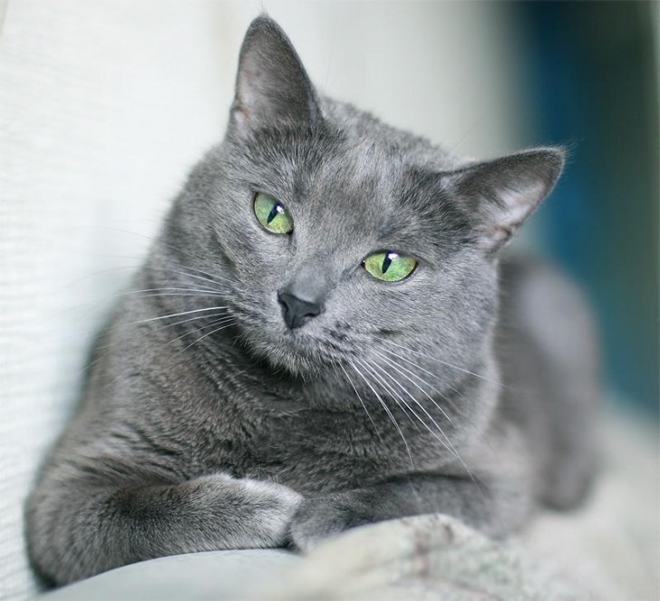 Cat , 7 Gorgeous Pictures Of Russian Blue Cats : Russian Blue Cat