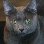 Russian Blue Cat Pictures , 7 Gorgeous Pictures Of Russian Blue Cats In Cat Category