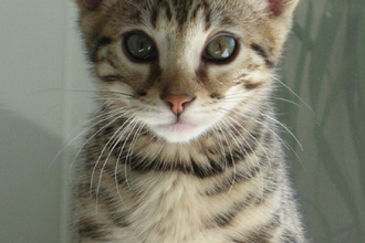 Savannah Kitten , 7 Lovely Savannah Cat Pictures In Cat Category