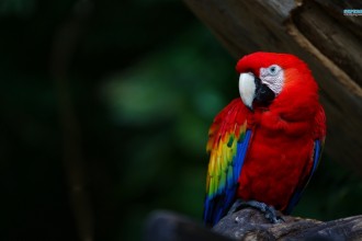 Scarlet Macaw in Cat