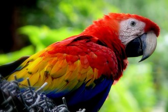 Scarlet Macaw In Honduras , 7 Wonderful Scarlet Macaw Facts In Birds Category