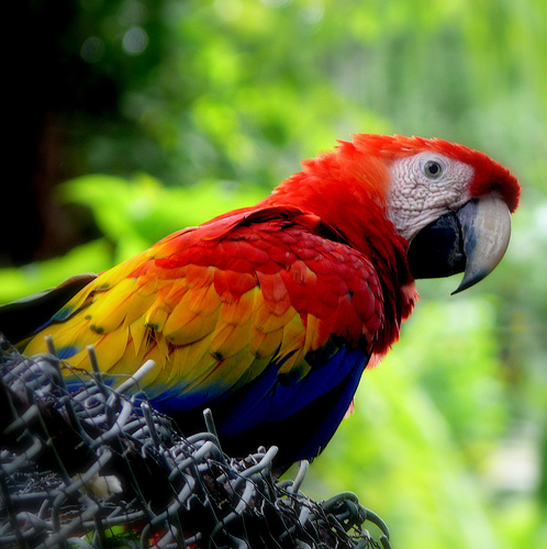 Birds , 7 Wonderful Scarlet Macaw Facts : Scarlet Macaw In Honduras