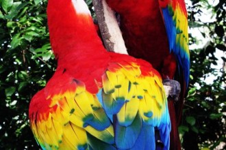 Scarlet Macaw Latest Facts , 7 Gorgeous Scarlet Macaws In Birds Category