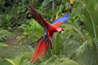Scarlet Macaw Latest Facts , 7 Wonderful Scarlet Macaw Facts In Birds Category