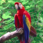 Scarlet Macaw Pictures , 7 Gorgeous Scarlet Macaws In Birds Category