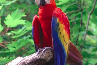 Scarlet Macaw Pictures , 7 Gorgeous Scarlet Macaws In Birds Category