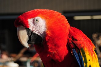 Scarlet Macaw Training Facts , 7 Wonderful Scarlet Macaw Facts In Birds Category