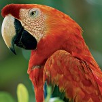 Scarlet Macaw pics , 7 Popular Scarlet Macaw In Birds Category