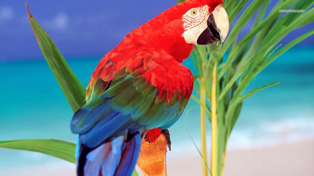 Scarlet Macaw wallpaper
