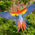 Scarlet Macaw , 7 Wonderful Scarlet Macaw Facts In Birds Category