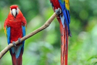 Scarlet Macaw , 6 Facts About Macaws In Birds Category