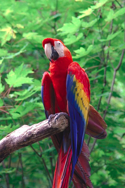 Birds , 7 Cool Pictures Of Macaws : Scarlet Macaw