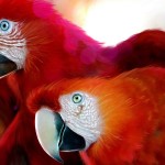 Scarlet Macaws wallpaper , 7 Gorgeous Scarlet Macaws In Birds Category