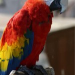 Scarlet Macaw , 7 Popular Scarlet Macaw In Birds Category