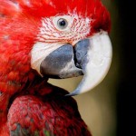 Scarlet macaw in the region , 7 Wonderful Scarlet Macaw Facts In Birds Category