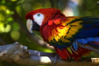 Scarlet Parrot Macaw , 7 Gorgeous Scarlet Macaws In Birds Category