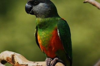 Senegal Parrot , 7 Beautiful Senegal Parrot In Birds Category