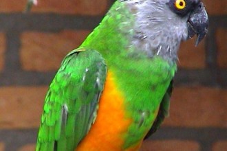 Senegal Parrots in Bug