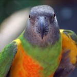 Senegal parrot , 7 Beautiful Senegal Parrot In Birds Category
