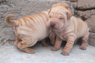 Shar Pei , 7 Cute Pictures Of Shar Pei Dogs In Dog Category