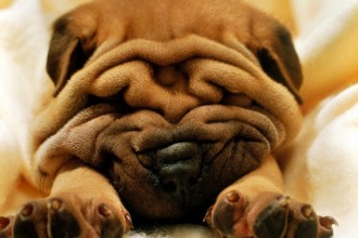 Shar Pei Dogs , 7 Cute Pictures Of Shar Pei Dogs In Dog Category