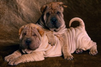 Shar Pei Puppies , 7 Cute Pictures Of Shar Pei Dogs In Dog Category