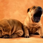 Shar Pei Puppy , 7 Cute Pictures Of Shar Pei Dogs In Dog Category