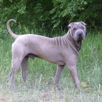 Shar pei dog , 7 Cute Pictures Of Shar Pei Dogs In Dog Category
