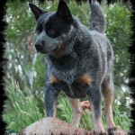 Shih Tzu Dog , 6 Cool Australian Cattle Dog Pictures In Dog Category