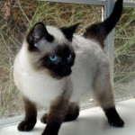 Siamese Cat , 7 Nice Siamese Cats Pictures In Cat Category
