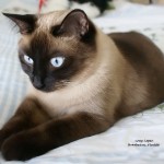 Siamese Cats Picture , 6 Cute Pictures Of Siamese Cats In Cat Category