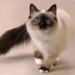 Siamese cat , 6 Cute Pictures Of Siamese Cats In Cat Category