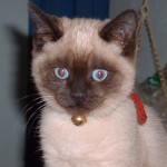 Siamese cats , 7 Nice Siamese Cats Pictures In Cat Category