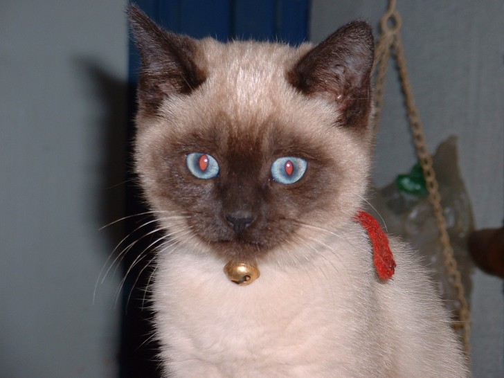 Cat , 7 Nice Siamese Cats Pictures : Siamese Cats