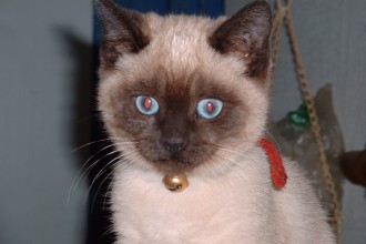 Siamese Kittens , 6 Cute Pictures Of Siamese Cats In Cat Category