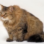 Siberian Cat Pictures , 8 Nice Siberian Cat Pictures In Cat Category